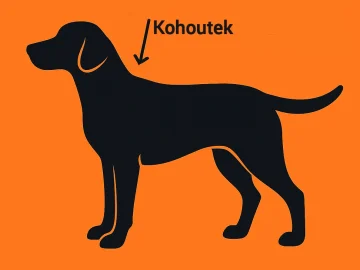 Jak správně vybrat velikost boudy pro psa? Základ je měření v kohoutku